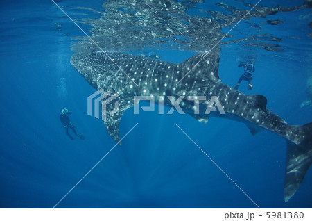 ジンベイザメ 5981380