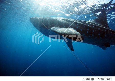 ジンベイザメ 5981381