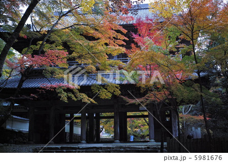 滋賀県　永源寺山門紅葉　表 5981676