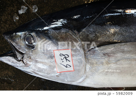 マグロの水揚げ 5982009