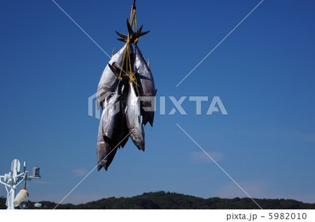 マグロの水揚げ 5982010