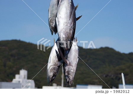 マグロの水揚げ 5982012