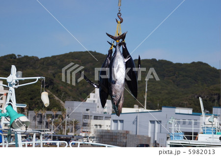 マグロの水揚げ 5982013