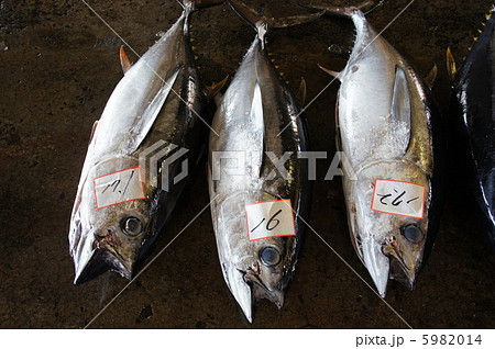 ビンチョウマグロの水揚げ 5982014