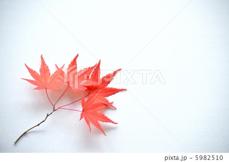 イロハモミジ 5982510