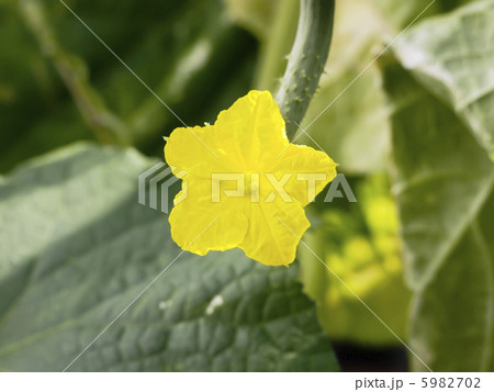 胡瓜の花 5982702