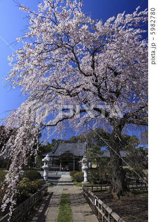 満開の春　安国寺のしだれ桜　人物なし 5982780