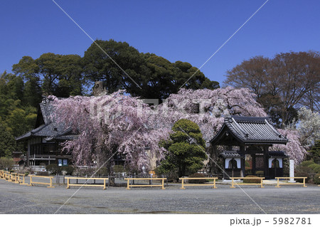 満開の春　安国寺のしだれ桜　人物なし 5982781