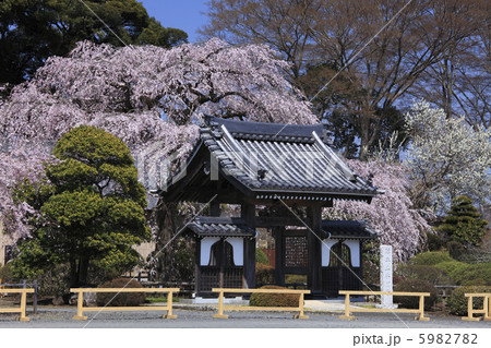 満開の春　安国寺のしだれ桜　人物なし 5982782