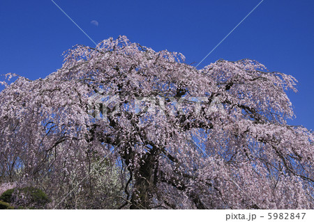 月と桜 安国寺のしだれ桜 春爛漫 月と桜 安国寺のしだれ桜 春爛漫 5982847