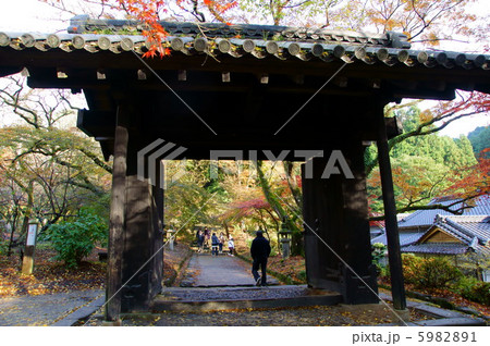 秋月城跡　紅葉 5982891