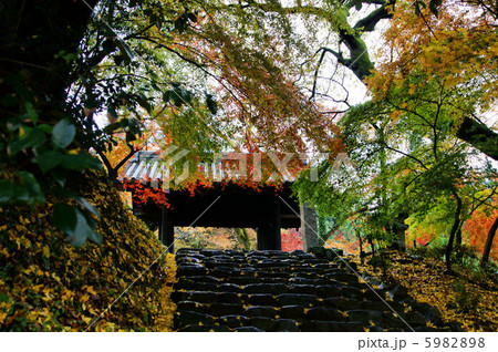 秋月城跡　紅葉 5982898