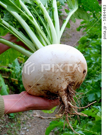 収穫した大きい聖護院蕪 5984463