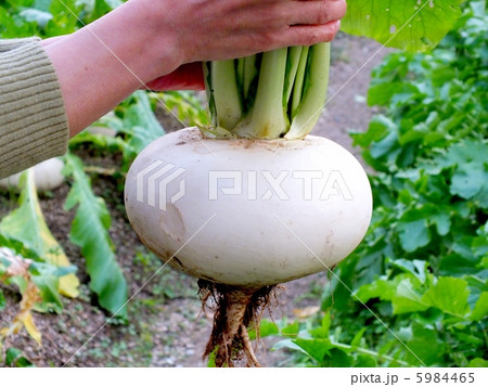 収穫した大きい聖護院かぶら　 5984465