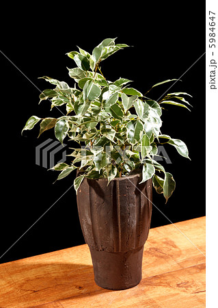 plant 5984647