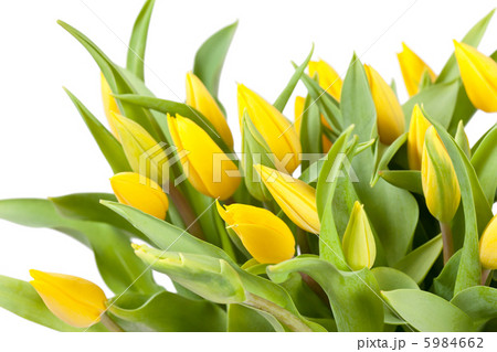 tulips 5984662