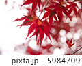 季節を感じさせるモミジ 5984709