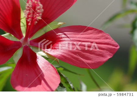 モミジアオイ 5984731