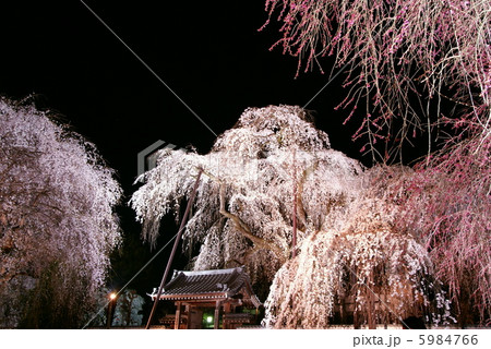 桜 「奥秩父・清雲寺」 枝垂れ桜 ライトアップ 5984766