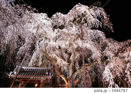 桜 「奥秩父・清雲寺」 枝垂れ桜 ライトアップ 桜 「奥秩父・清雲寺」 枝垂れ桜 ライトアップ 5984767