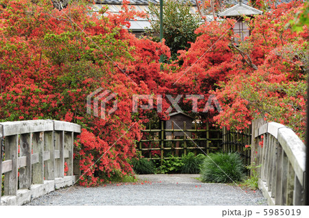 京都　長岡天神　錦水亭のつつじ 5985019