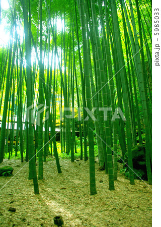 竹林 5985033