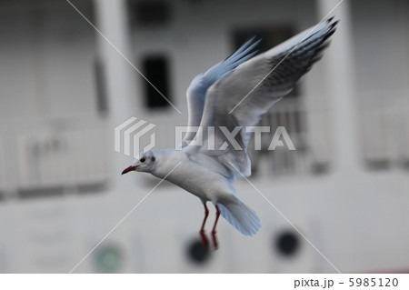 琵琶湖・大津港のカモメ 琵琶湖・大津港のカモメ 5985120