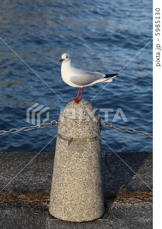 琵琶湖・大津港のカモメ 琵琶湖・大津港のカモメ 5985130
