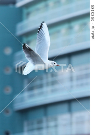 琵琶湖 大津港のカモメ 琵琶湖 大津港のカモメ 5985139
