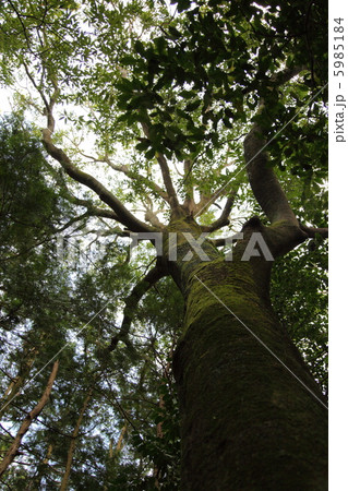 田舎の風景 5985184