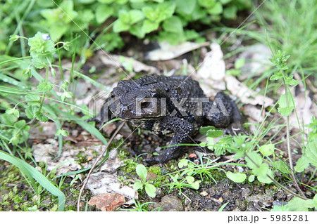 ヒキガエル　 5985281
