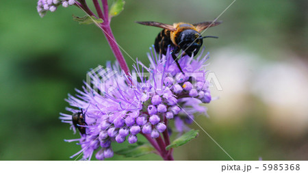 段菊と蜂 5985368