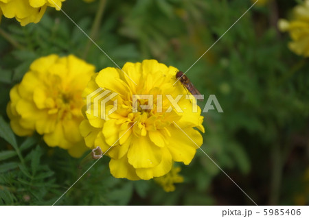 花と虫 5985406