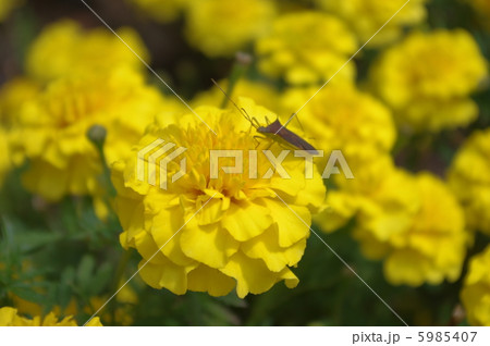 花と虫 5985407