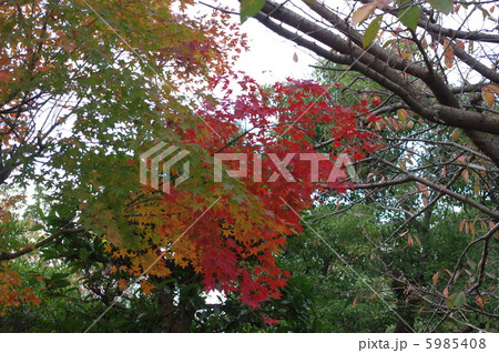 紅葉 5985408
