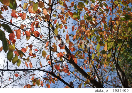 紅葉 5985409