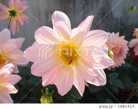 ダリア 5985414
