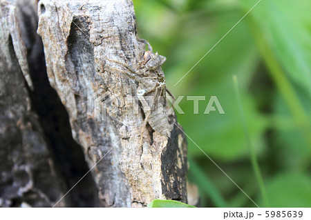 コオニヤンマの抜け殻 5985639