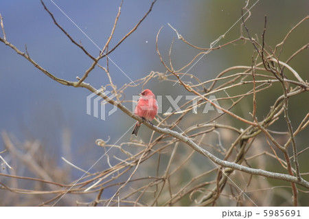 オオマシコ 5985691