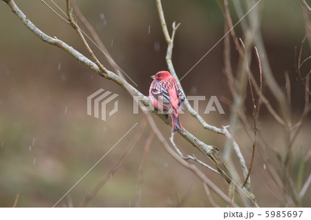 オオマシコ オオマシコ 5985697