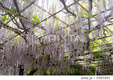 信州上田の藤の花 5985985