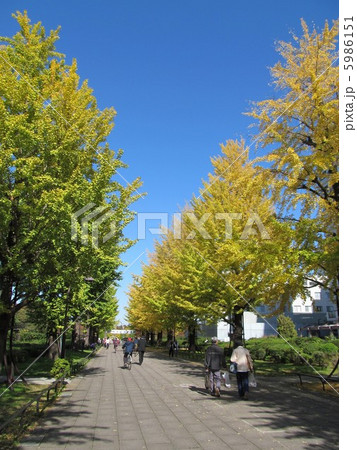 光が丘公園のイチョウ並木 光が丘公園のイチョウ並木 5986151