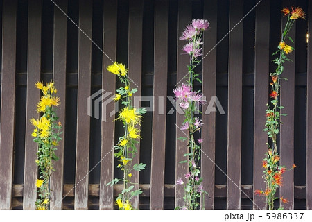 嵯峨菊 嵯峨菊 5986337