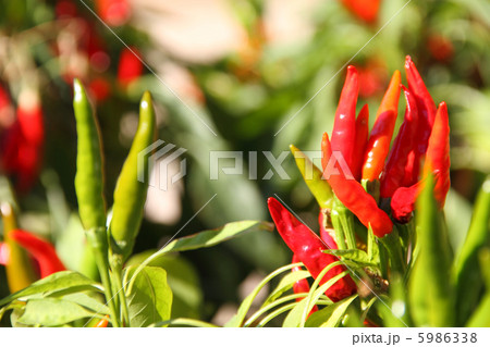 赤唐辛子 赤唐辛子 5986338