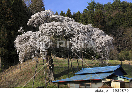 水戸黄門お手植えの桜　外大野のしだれ桜 5986370