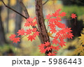 もみじ 5986443