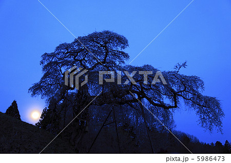 おぼろ月夜　水戸黄門お手植えの桜　外大野のしだれ桜 5986473