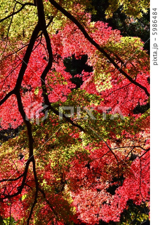 賀茂神社のイロハモミジ 5986484