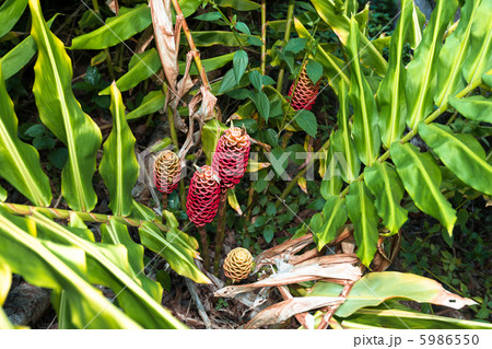 大山生姜 5986550