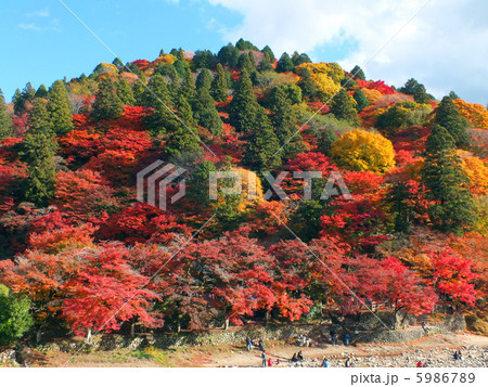 晩秋の香嵐渓 晩秋の香嵐渓 5986789